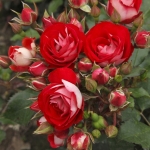 Rosige Landdrostei / Розіге Ланддростай